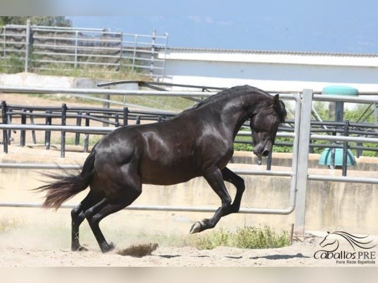 PRE Étalon 3 Ans 162 cm Noir in Barcelona