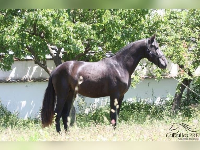 PRE Étalon 3 Ans 162 cm Noir in Barcelona