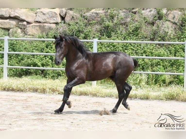 PRE Étalon 3 Ans 162 cm Noir in Barcelona