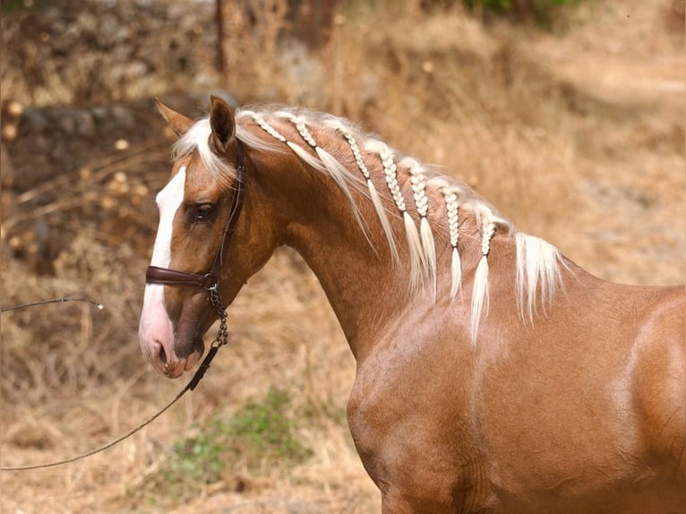 PRE Croisé Étalon 3 Ans 162 cm Palomino in Navas Del Madroño