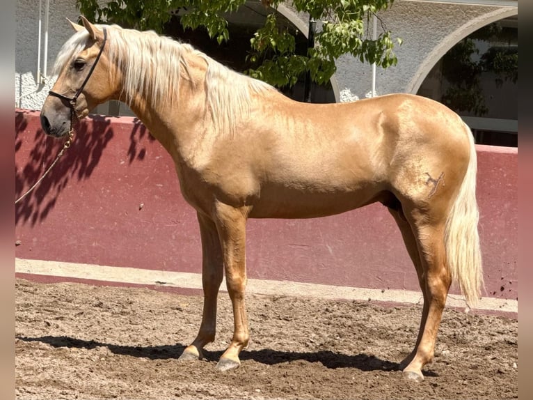 PRE Étalon 3 Ans 162 cm Palomino in Betera