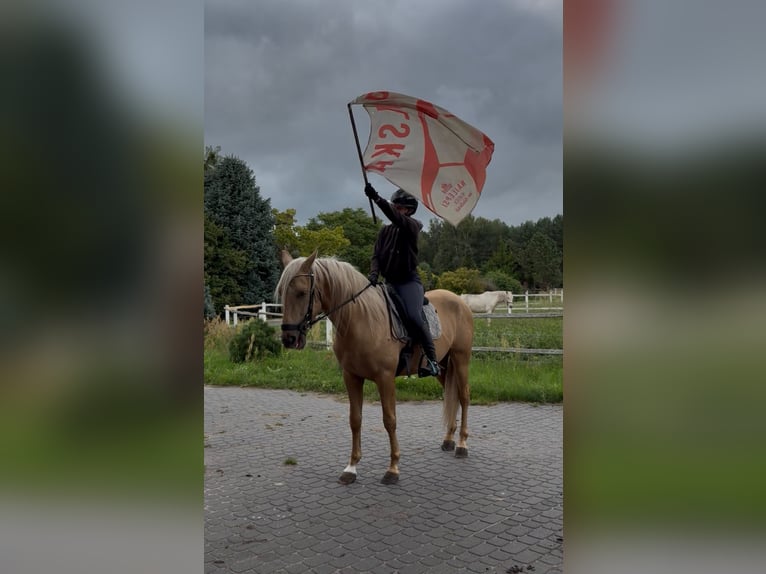 PRE Croisé Étalon 3 Ans 162 cm Palomino in Santok