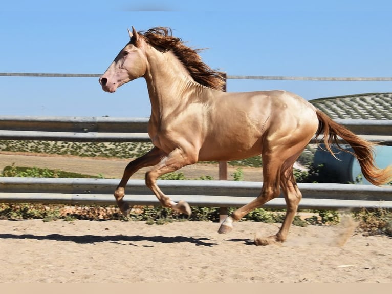 PRE Étalon 3 Ans 162 cm Perle in Provinz Cordoba