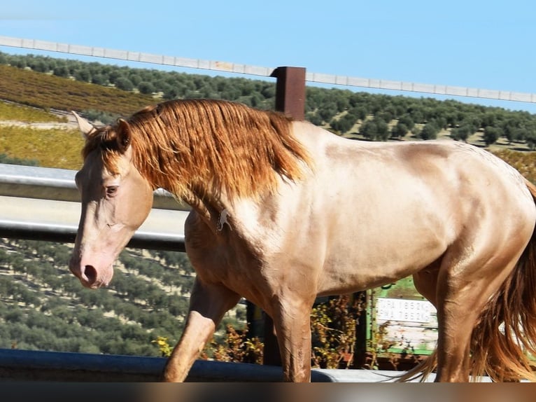 PRE Étalon 3 Ans 162 cm Perle in Provinz Cordoba