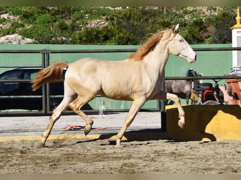 PRE Croisé Étalon 3 Ans 162 cm Perlino in Povinz Malaga