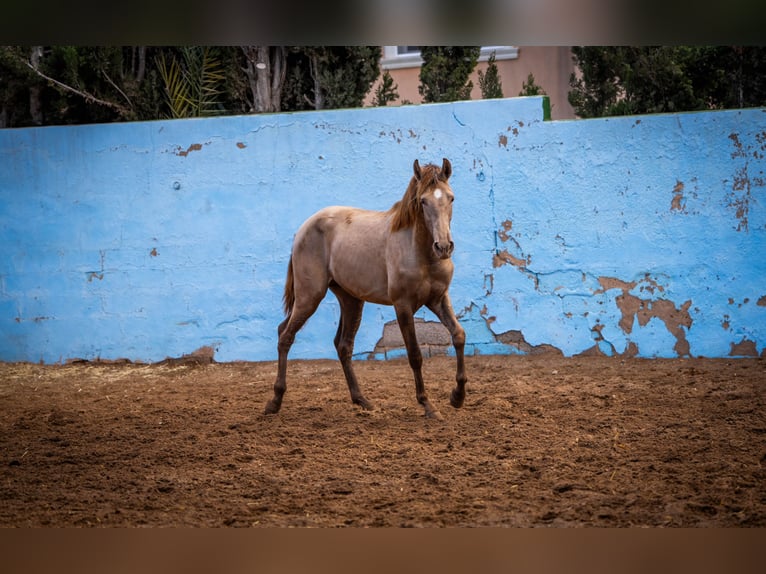 PRE Croisé Étalon 3 Ans 162 cm in Valencia