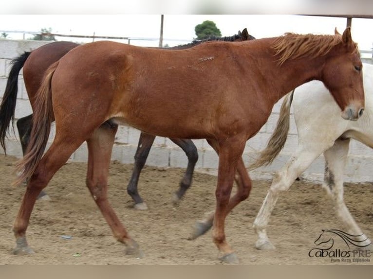 PRE Étalon 3 Ans 163 cm Alezan in Alicante