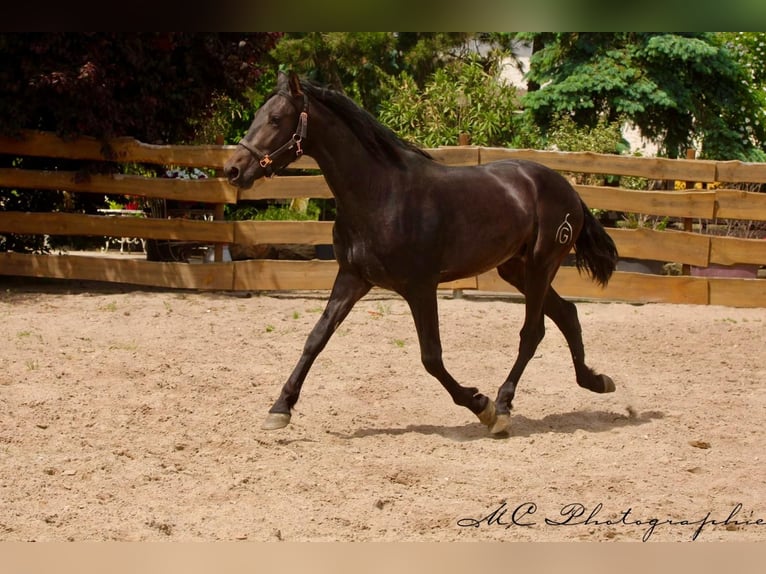 PRE Étalon 3 Ans 163 cm Bai brun in Polenz