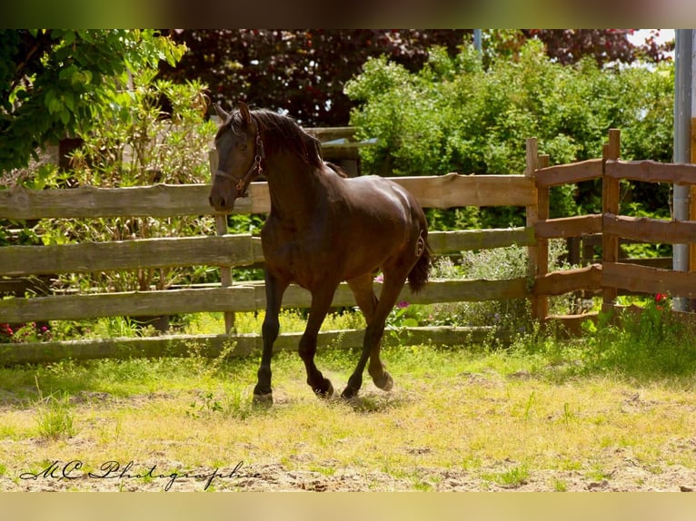 PRE Étalon 3 Ans 163 cm Bai brun in Polenz