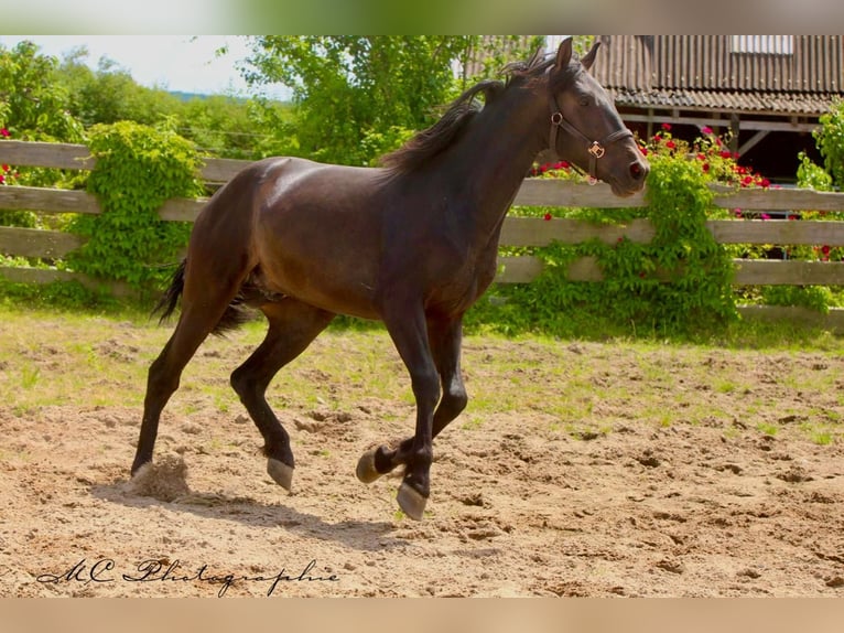 PRE Étalon 3 Ans 163 cm Bai brun in Polenz