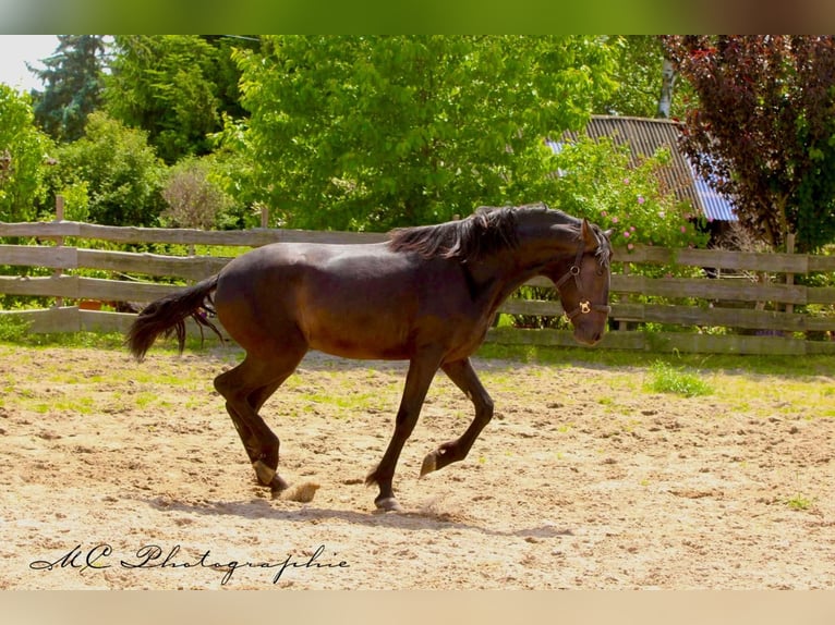 PRE Étalon 3 Ans 163 cm Bai brun in Polenz