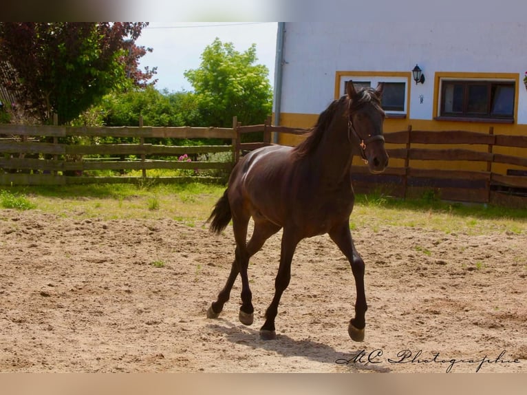 PRE Étalon 3 Ans 163 cm Bai brun in Polenz
