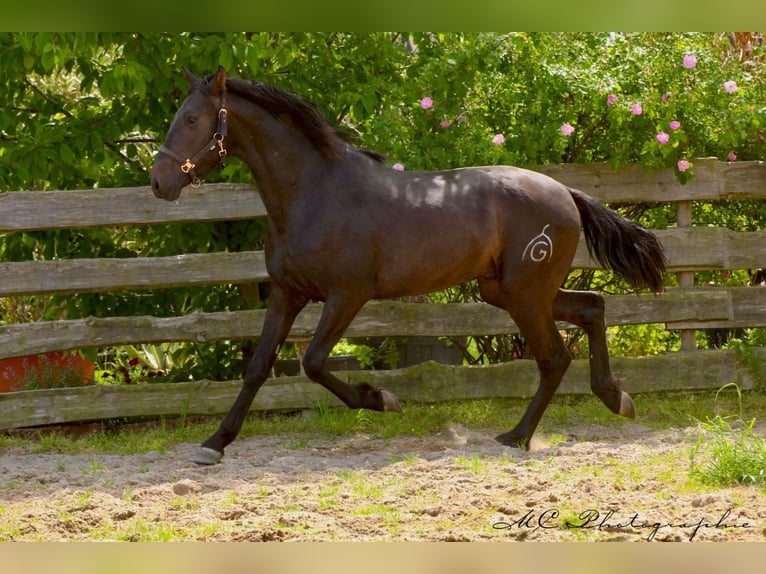 PRE Étalon 3 Ans 163 cm Bai brun in Polenz