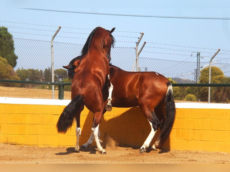 PRE Croisé Étalon 3 Ans 163 cm Bai cerise in Hamburg