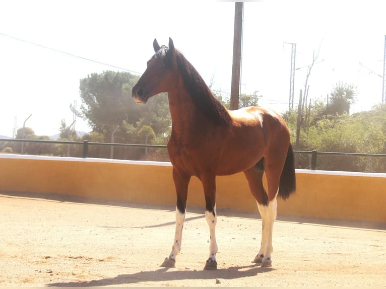 PRE Croisé Étalon 3 Ans 163 cm Bai cerise in Hamburg