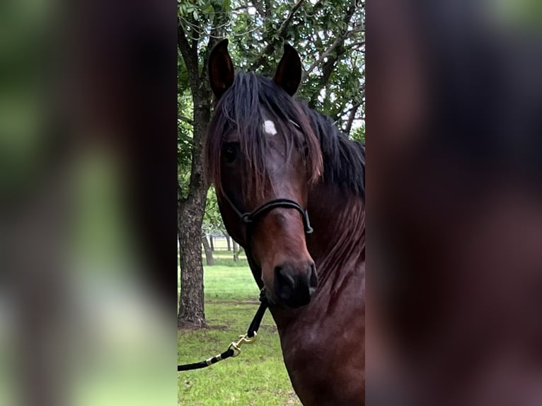 PRE Croisé Étalon 3 Ans 163 cm Bai cerise in Golden, CO