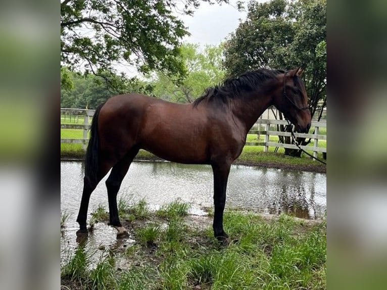 PRE Croisé Étalon 3 Ans 163 cm Bai cerise in Golden, CO