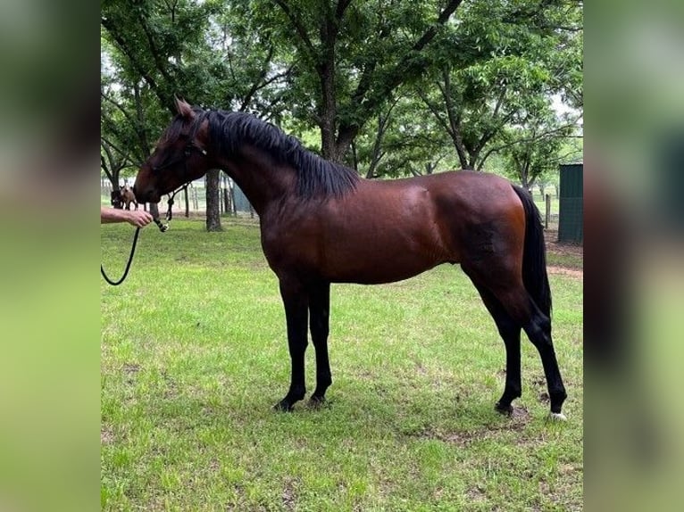 PRE Croisé Étalon 3 Ans 163 cm Bai cerise in Golden, CO