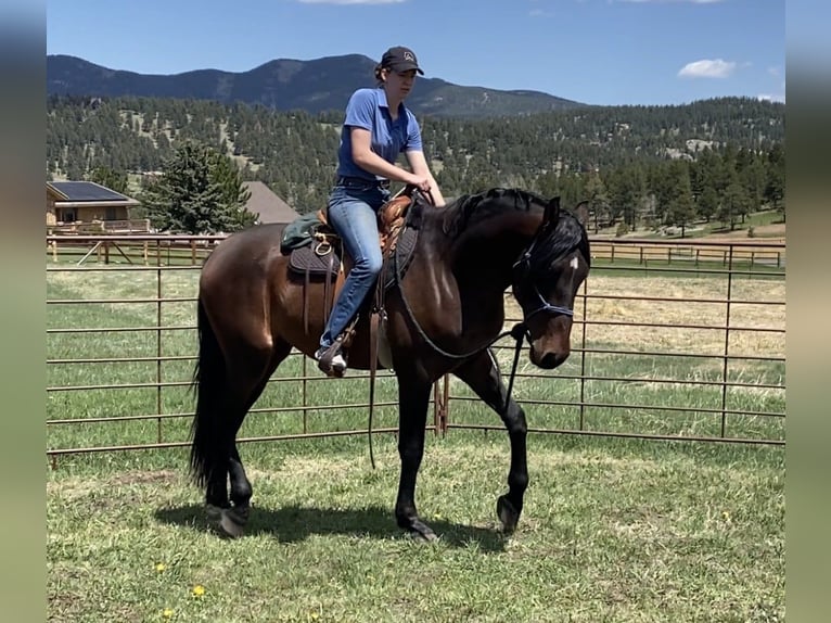 PRE Croisé Étalon 3 Ans 163 cm Bai cerise in Golden, CO
