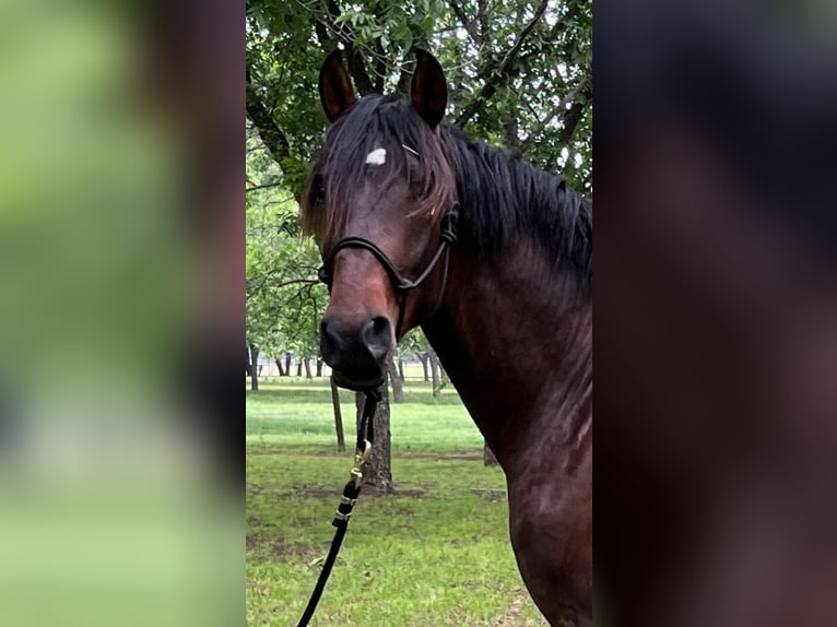 PRE Croisé Étalon 3 Ans 163 cm Bai cerise in Golden, CO