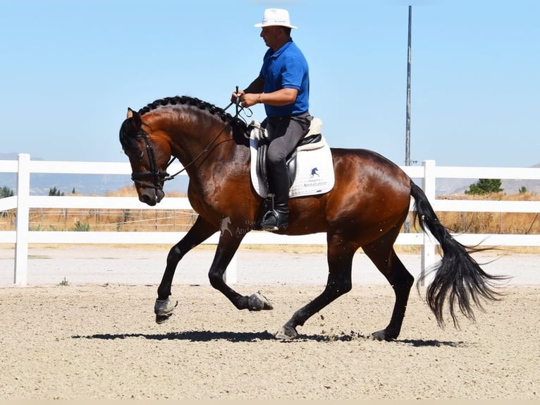 PRE Étalon 3 Ans 163 cm Bai in Provinz Granada