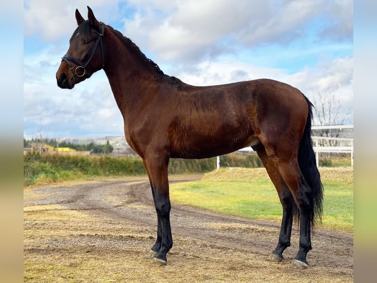 PRE Croisé Étalon 3 Ans 163 cm Bai in Calatayud