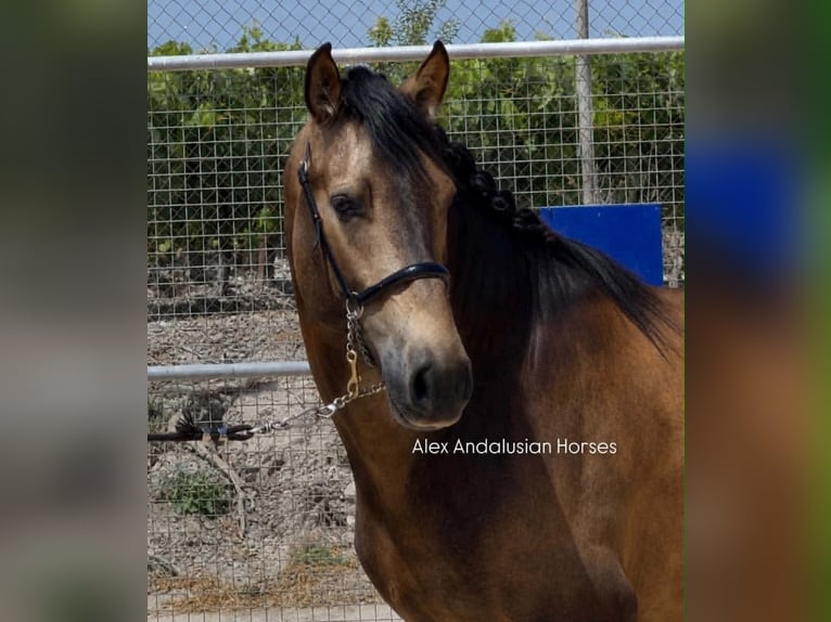 PRE Croisé Étalon 3 Ans 163 cm Buckskin in Sevilla