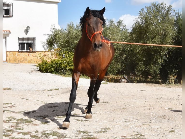 PRE Étalon 3 Ans 163 cm  in Provinz Granada