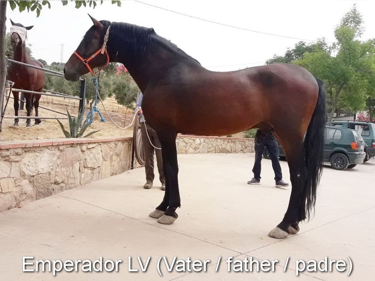 PRE Étalon 3 Ans 163 cm  in Provinz Granada