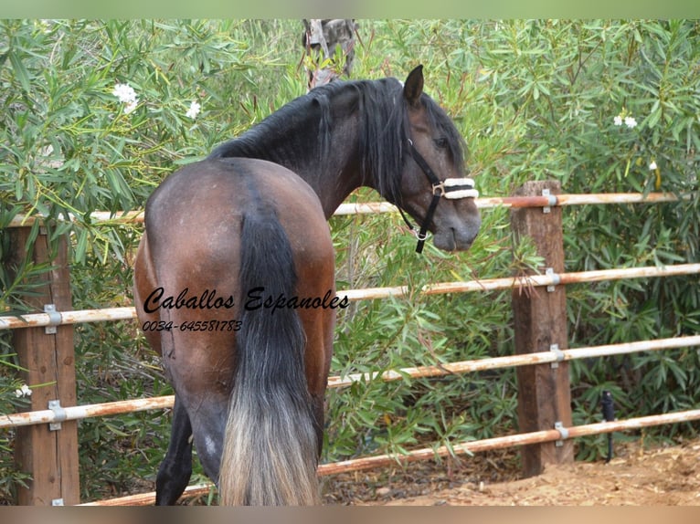 PRE Étalon 3 Ans 163 cm Gris (bai-dun) in Vejer de la Frontera