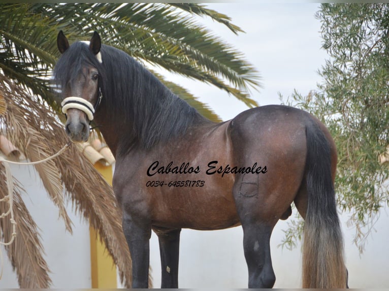 PRE Étalon 3 Ans 163 cm Gris (bai-dun) in Vejer de la Frontera