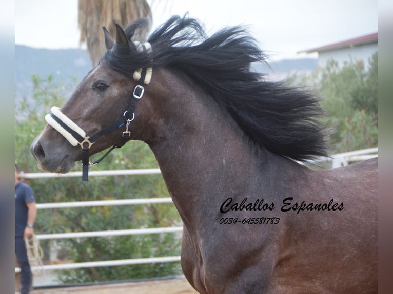 PRE Étalon 3 Ans 163 cm Gris (bai-dun) in Vejer de la Frontera