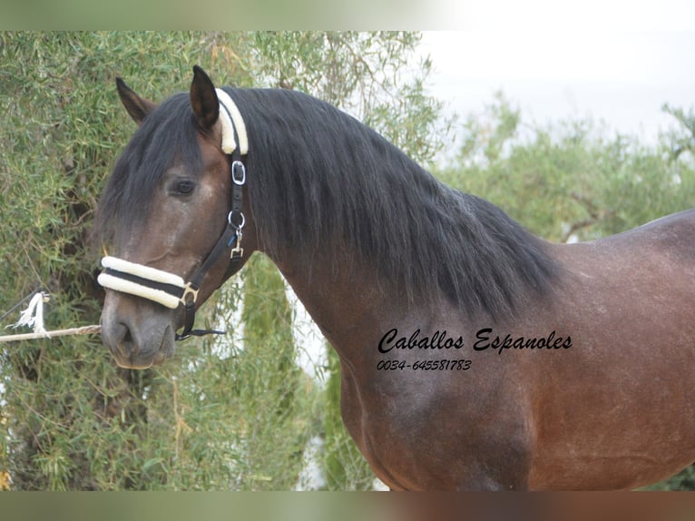 PRE Étalon 3 Ans 163 cm Gris (bai-dun) in Vejer de la Frontera