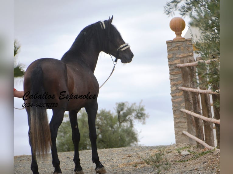 PRE Étalon 3 Ans 163 cm Gris (bai-dun) in Vejer de la Frontera