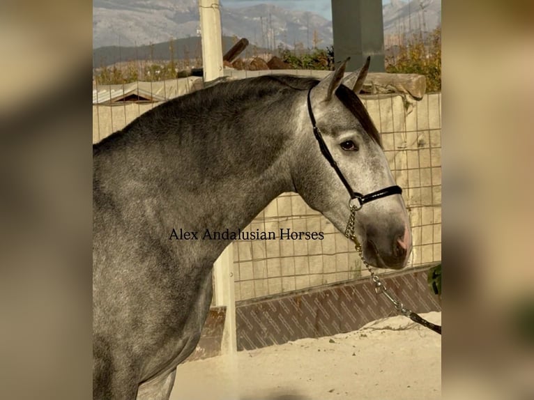 PRE Croisé Étalon 3 Ans 163 cm Gris in Sevilla