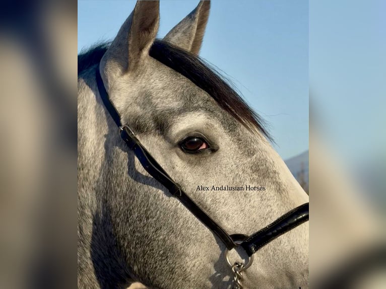 PRE Croisé Étalon 3 Ans 163 cm Gris in Sevilla