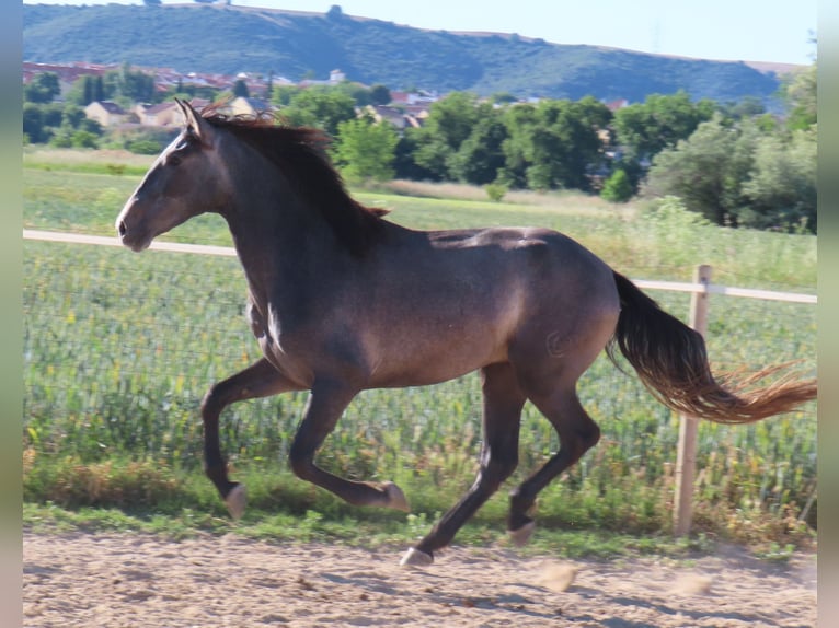 PRE Croisé Étalon 3 Ans 163 cm Gris in Torres De La Alameda