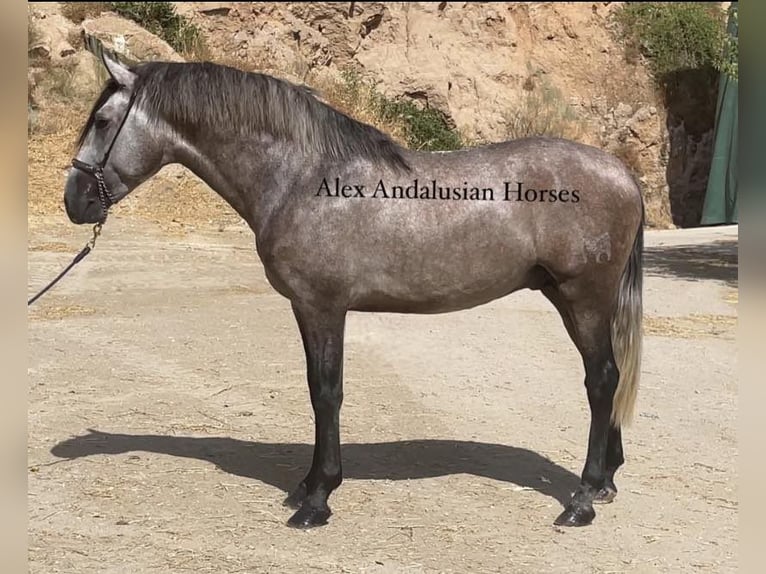 PRE Croisé Étalon 3 Ans 163 cm Gris in Sevilla