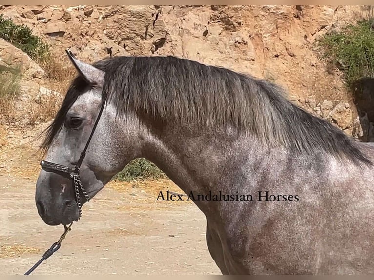 PRE Croisé Étalon 3 Ans 163 cm Gris in Sevilla