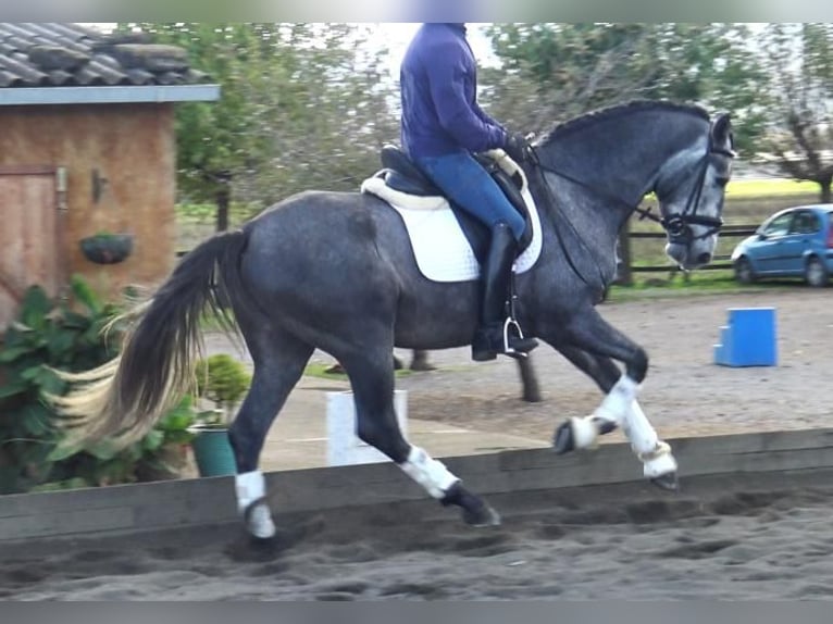 PRE Croisé Étalon 3 Ans 163 cm Gris in Barcelona