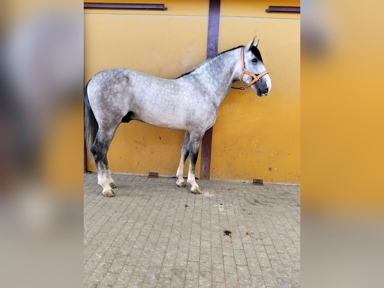 PRE Croisé Étalon 3 Ans 163 cm Gris in La Luisiana