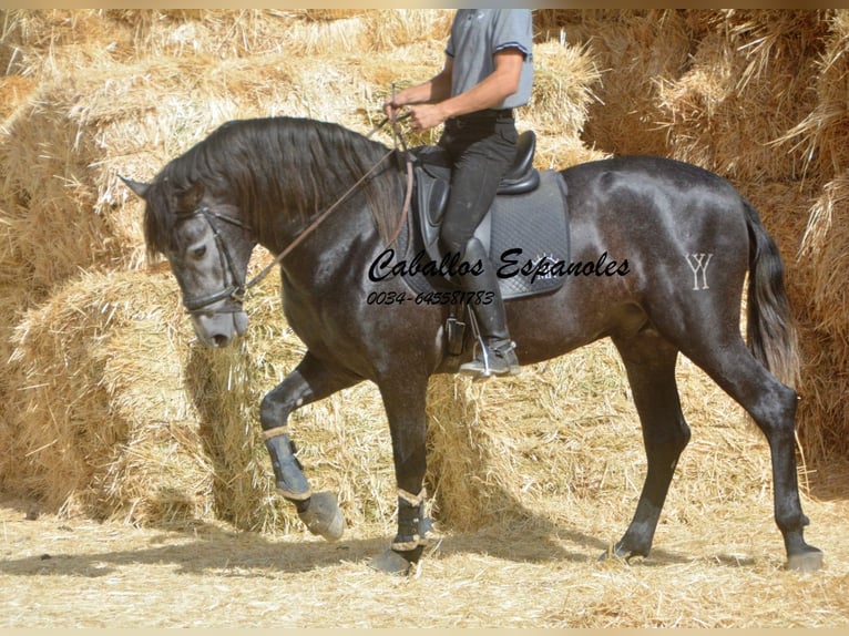 PRE Croisé Étalon 3 Ans 163 cm Gris noir in Vejer de la Frontera