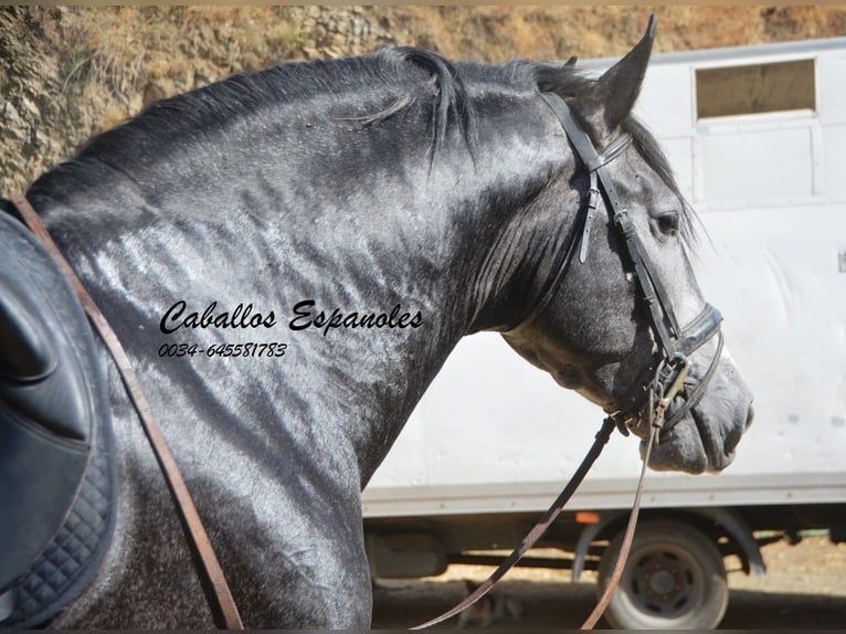 PRE Croisé Étalon 3 Ans 163 cm Gris noir in Vejer de la Frontera