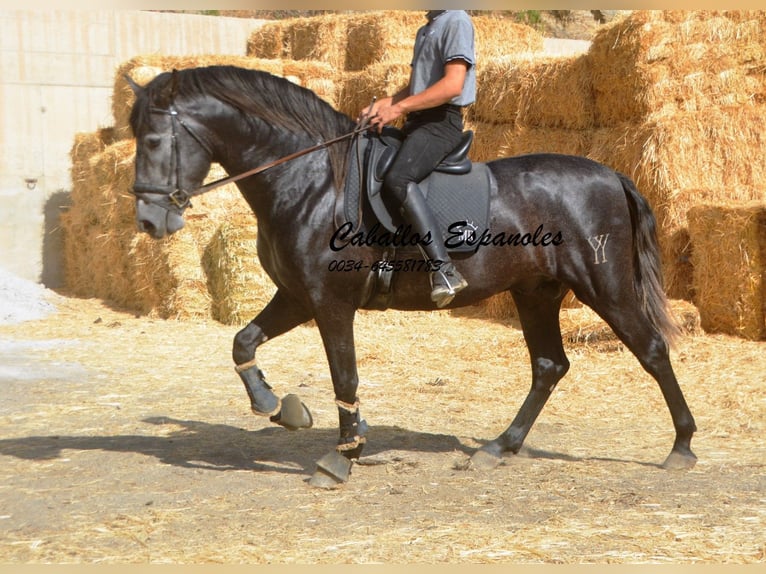 PRE Croisé Étalon 3 Ans 163 cm Gris noir in Vejer de la Frontera