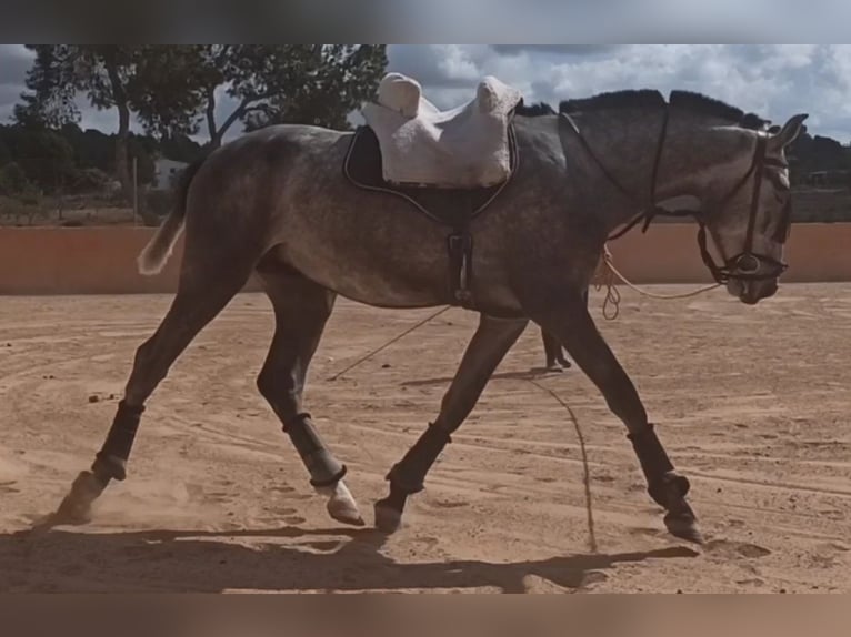 PRE Étalon 3 Ans 163 cm Gris pommelé in Pedralba