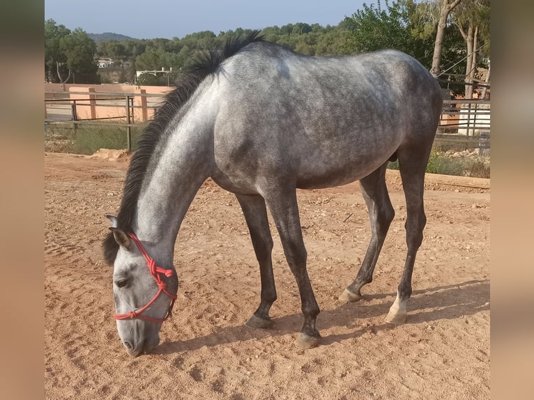 PRE Étalon 3 Ans 163 cm Gris pommelé in Pedralba