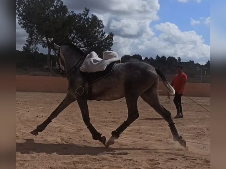 PRE Étalon 3 Ans 163 cm Gris pommelé in Pedralba