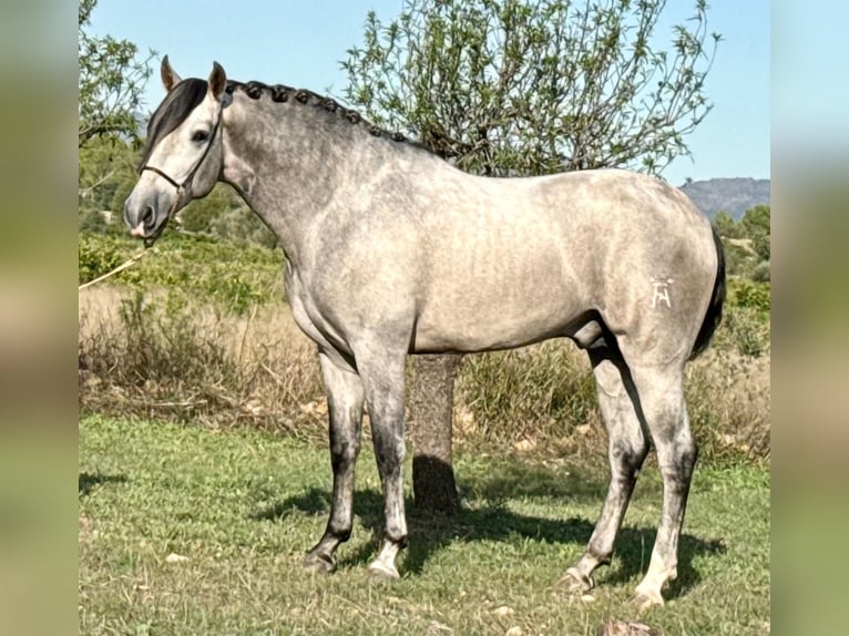 PRE Étalon 3 Ans 163 cm Gris pommelé in Betera