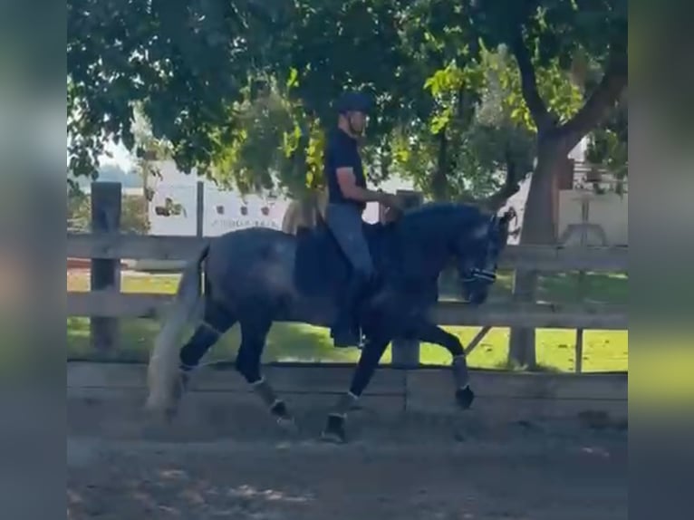 PRE Croisé Étalon 3 Ans 163 cm Gris pommelé in Santa Perpetua de Mogoda
