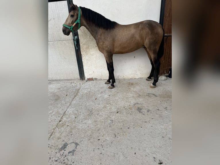 PRE Croisé Étalon 3 Ans 163 cm Isabelle in Valderrubio